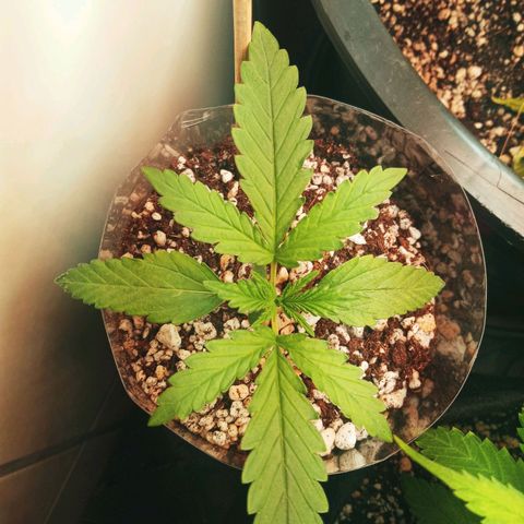 Colombia Gold growlog timeline photo