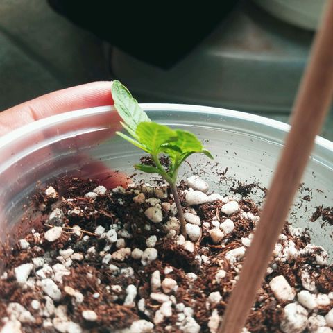 Colombia Gold growlog timeline photo