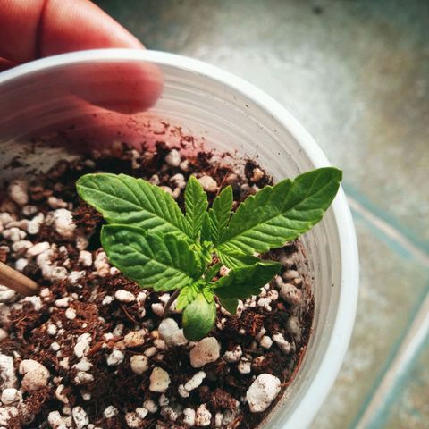 Colombia Gold growlog timeline photo