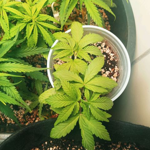 Colombia Gold growlog timeline photo