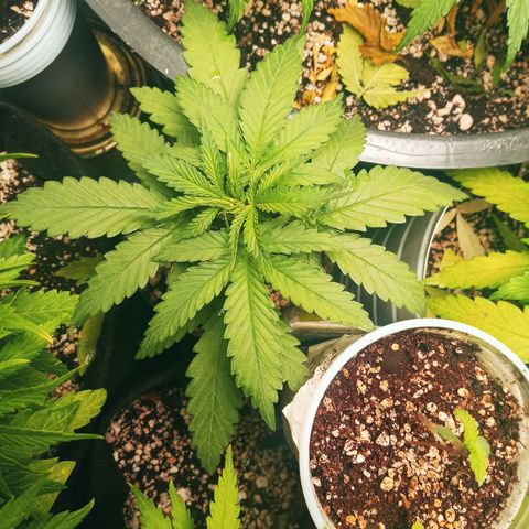 Colombia Gold growlog timeline photo