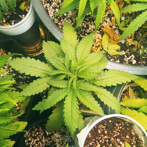 Colombia Gold growlog timeline photo