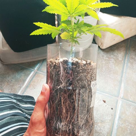 Colombia Gold growlog timeline photo