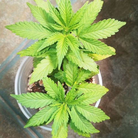 Colombia Gold growlog timeline photo