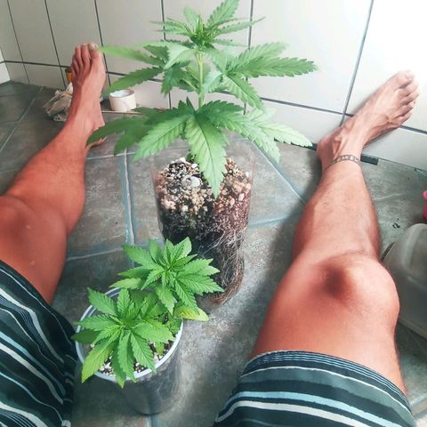 Colombia Gold growlog timeline photo