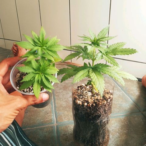 Colombia Gold growlog timeline photo