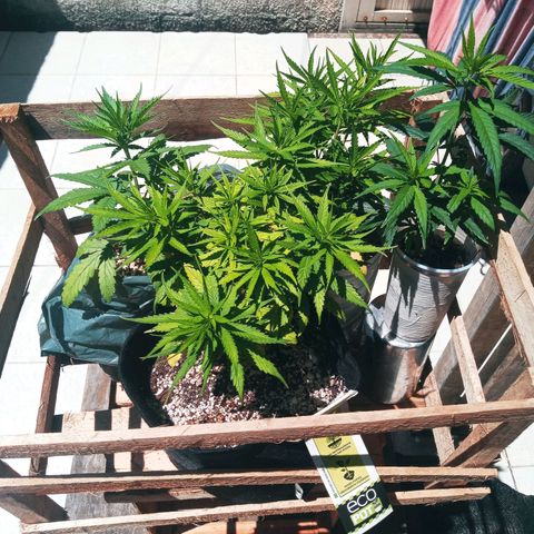 Colombia Gold growlog photo: 4 plantas no Out desde sábado 25/03.
Todas com mais de 20 dias a 40dias de vida.
A mutante menor tomou o dia todo de sol logo de cara.