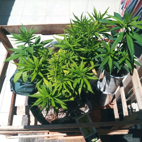 Colombia Gold growlog photo: 4 plantas no Out desde sábado 25/03.
Todas com mais de 20 dias a 40dias de vida.
A mutante menor tomou o dia todo de sol logo de cara.
