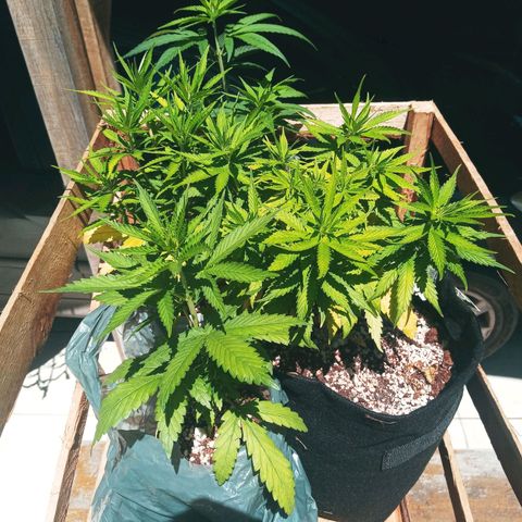 Colombia Gold growlog photo: 4 plantas no Out desde sábado 25/03.
Todas com mais de 20 dias a 40dias de vida.
A mutante menor tomou o dia todo de sol logo de cara.