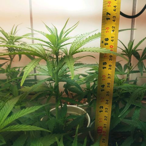 Colombia Gold growlog photo: Pote 2 litros 42cm de altura sem transplante. Ultimo dia de vega. 47 dias de vida