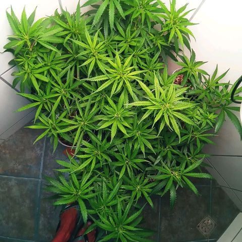 Colombia Gold growlog photo: 1o dia de flora. 12/12 de luz.
Prensado 62 dias. Colombia 47 dias.
8 plantas
