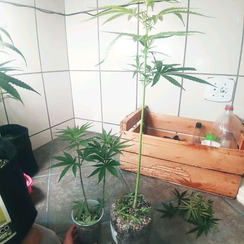 Colombia Gold growlog timeline photo
