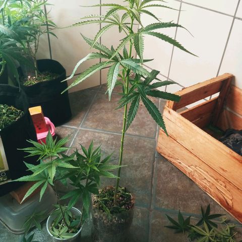 Colombia Gold growlog timeline photo