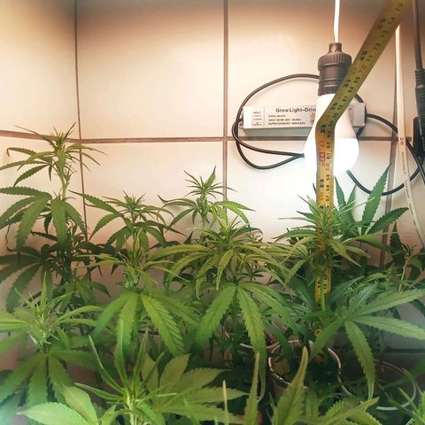 Colombia Gold growlog photo: 1 semana de flora.
2o Lolipoping.
