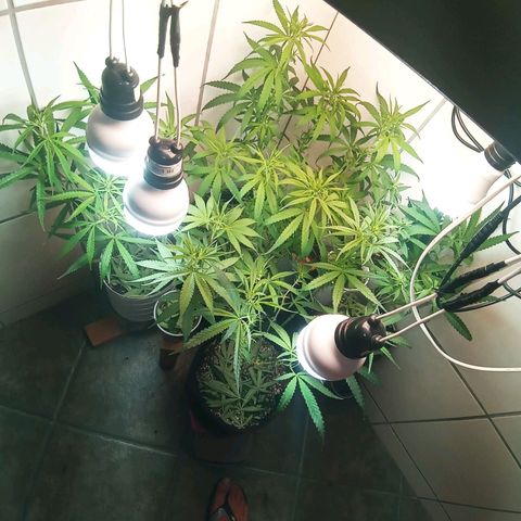 Colombia Gold growlog photo: 1 semana de flora.
2o Lolipoping.
