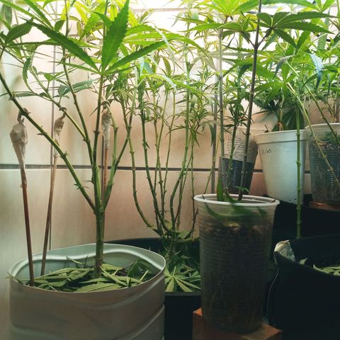 Colombia Gold growlog photo: 1 semana de flora.
2o Lolipoping.
