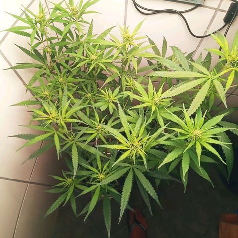 Colombia Gold growlog photo: Sobrou 6 plantas femas
