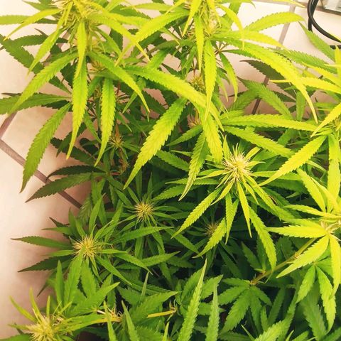 Colombia Gold growlog timeline photo