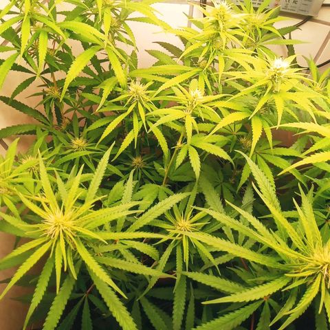 Colombia Gold growlog timeline photo