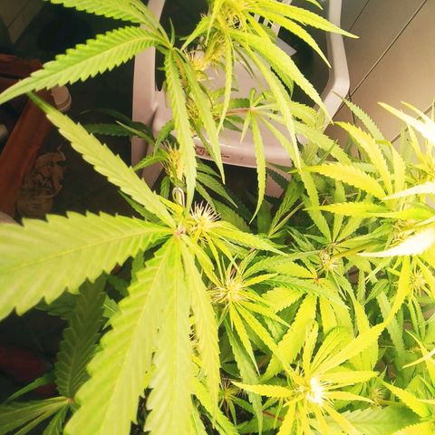 Colombia Gold growlog timeline photo