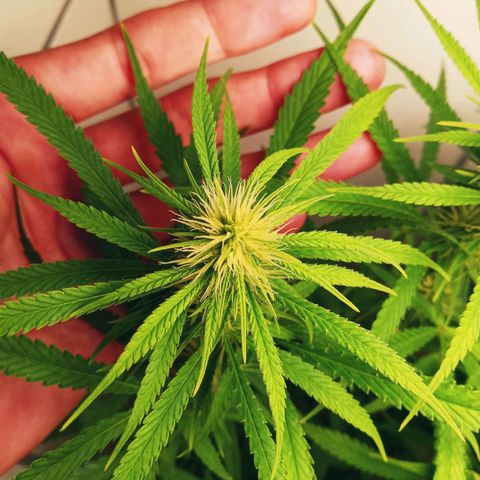 Colombia Gold growlog timeline photo