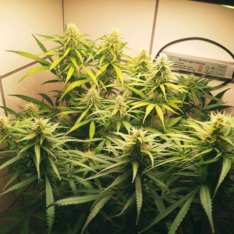 Colombia Gold growlog timeline photo
