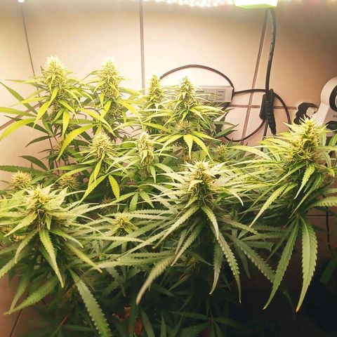 Colombia Gold growlog timeline photo