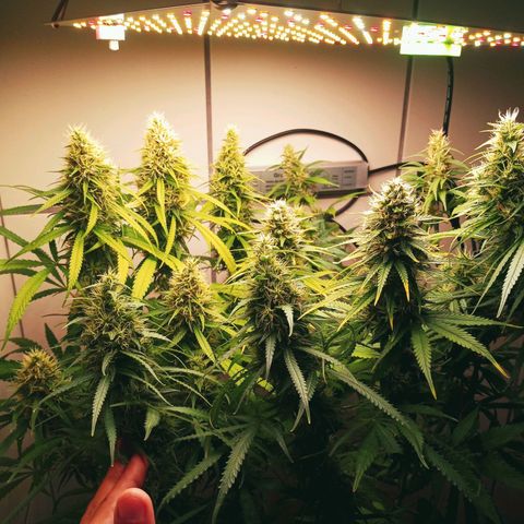 Colombia Gold growlog timeline photo