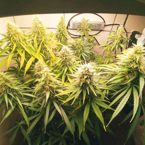 Colombia Gold growlog timeline photo
