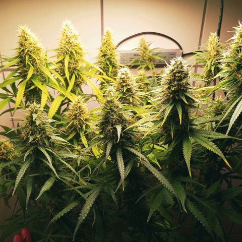 Colombia Gold growlog timeline photo