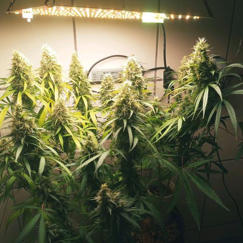 Colombia Gold growlog timeline photo