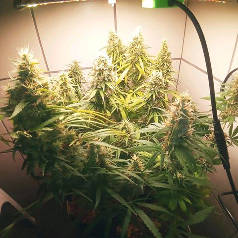 Colombia Gold growlog timeline photo