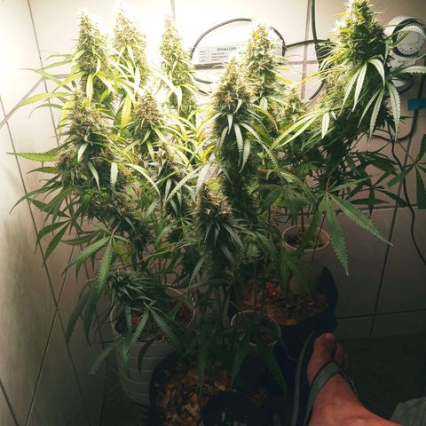 Colombia Gold growlog timeline photo
