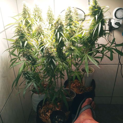 Colombia Gold growlog timeline photo