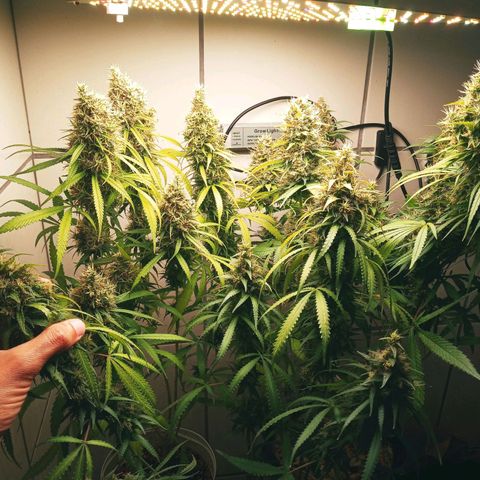 Colombia Gold growlog timeline photo