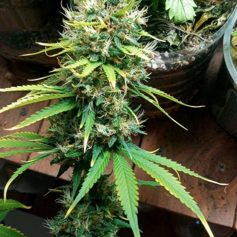 Colombia Gold growlog timeline photo
