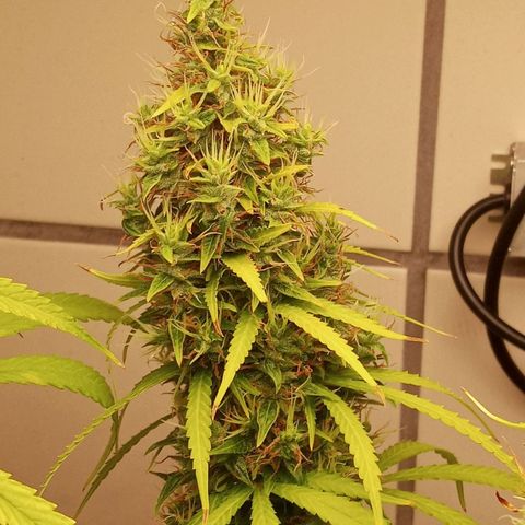 Colombia Gold growlog timeline photo