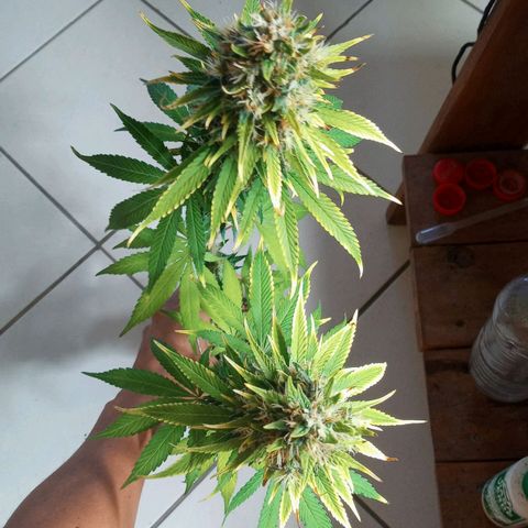 Colombia Gold growlog timeline photo