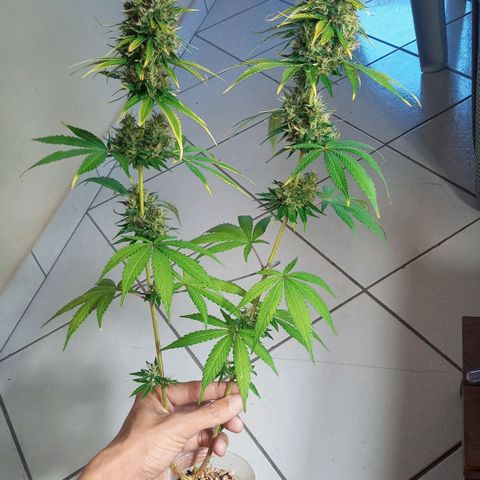 Colombia Gold growlog timeline photo