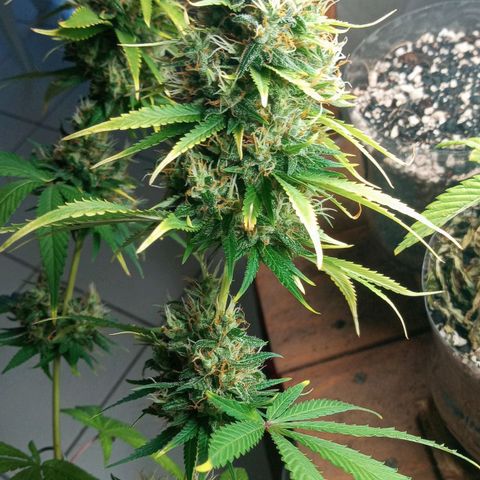 Colombia Gold growlog timeline photo