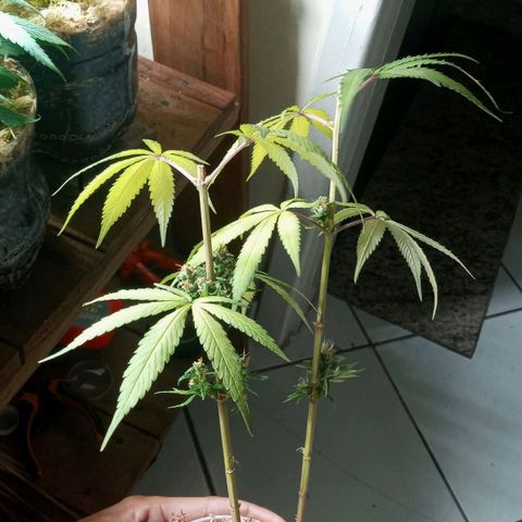 Colombia Gold growlog photo: Revegetaçao 02/07