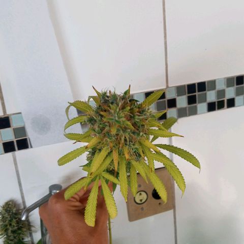 Colombia Gold growlog timeline photo