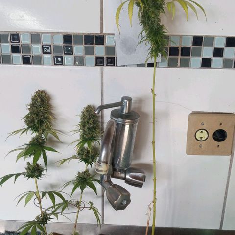 Colombia Gold growlog timeline photo