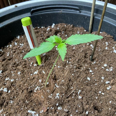 Gudrun growlog timeline photo