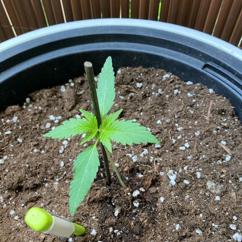 Gudrun growlog timeline photo