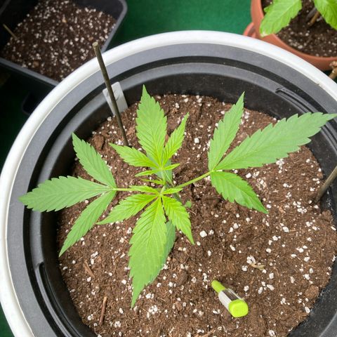 Gudrun growlog timeline photo