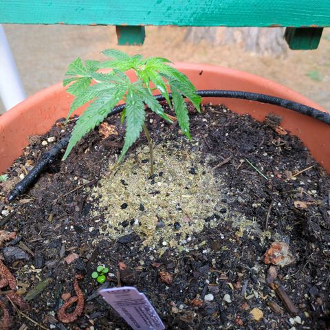 Double Dream growlog timeline photo