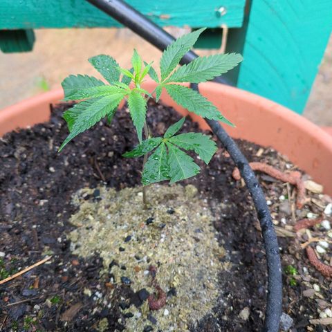 Papaya Bomb growlog timeline photo