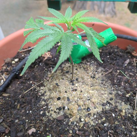 Double Dream growlog timeline photo
