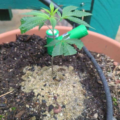 Papaya Bomb growlog timeline photo
